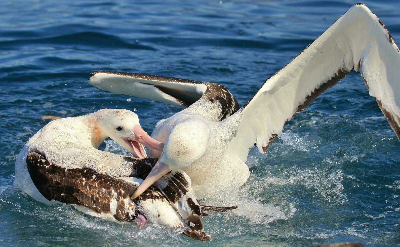 Gibson's Wandering Albatross in New Zealand photo