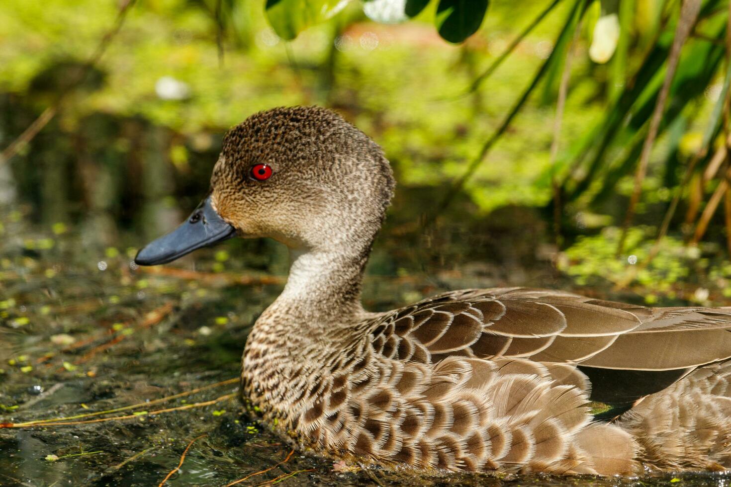 Grey Teal in Australasia photo