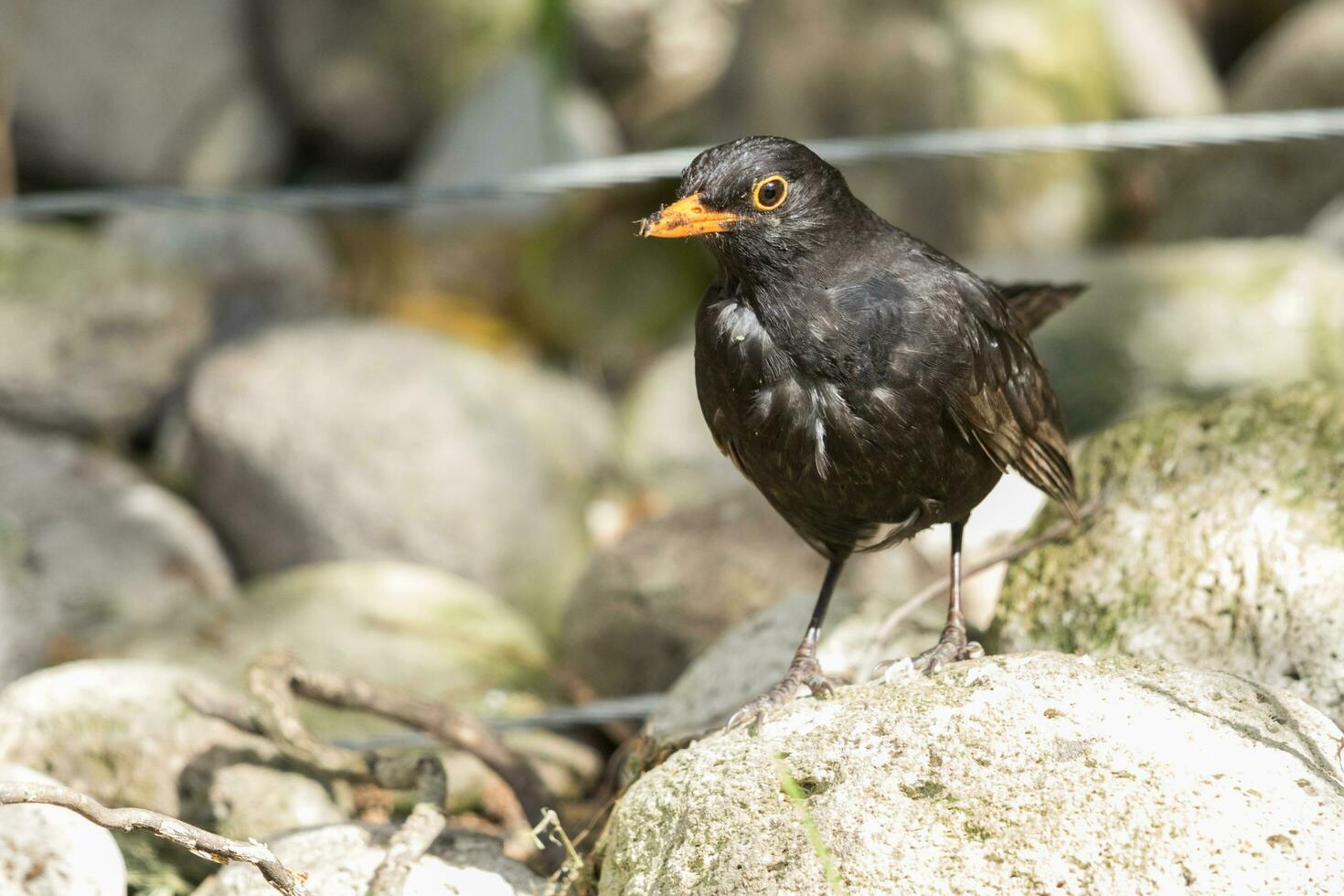 European Blackbird in Australasia photo