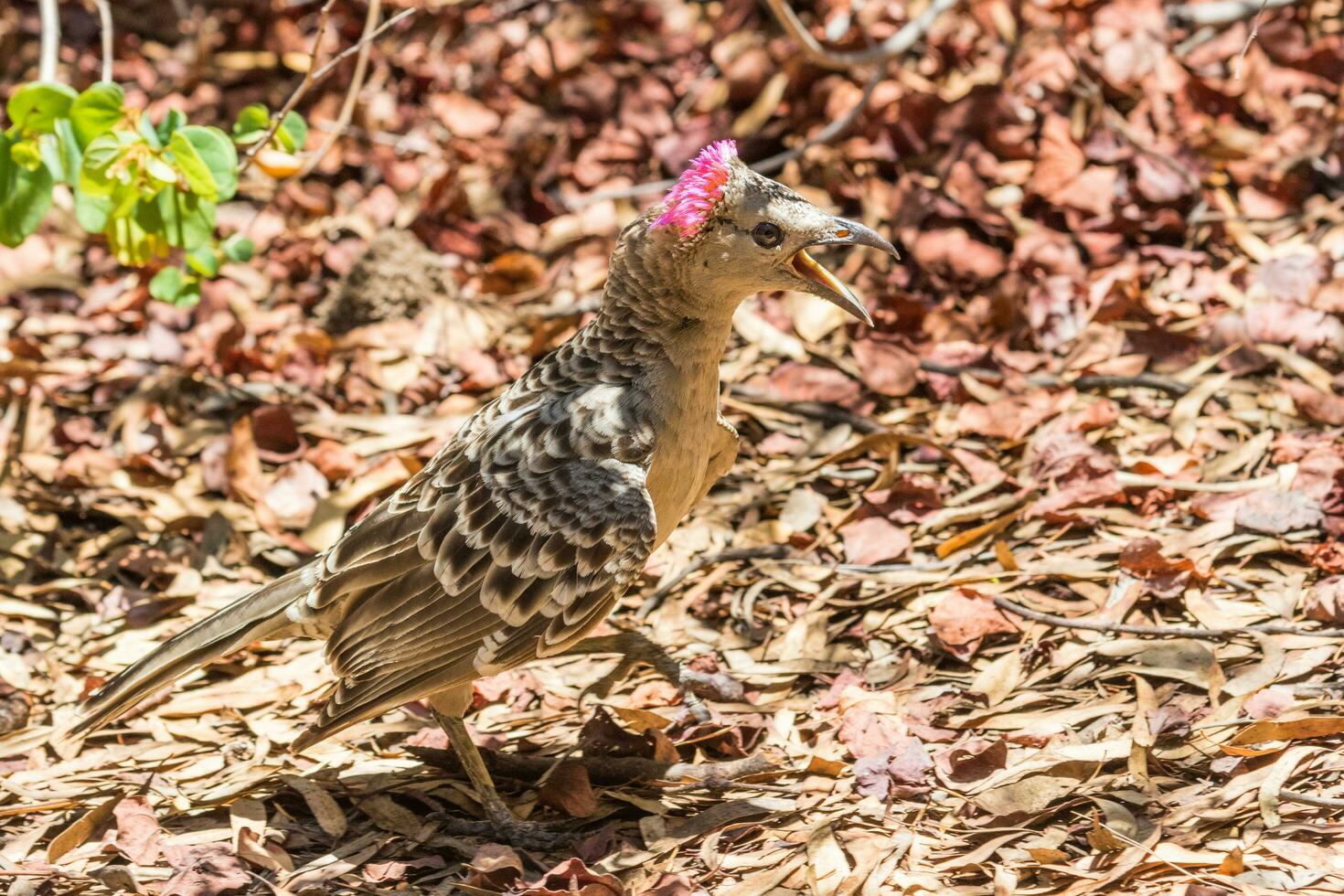 Great Bowerbird in Australia photo