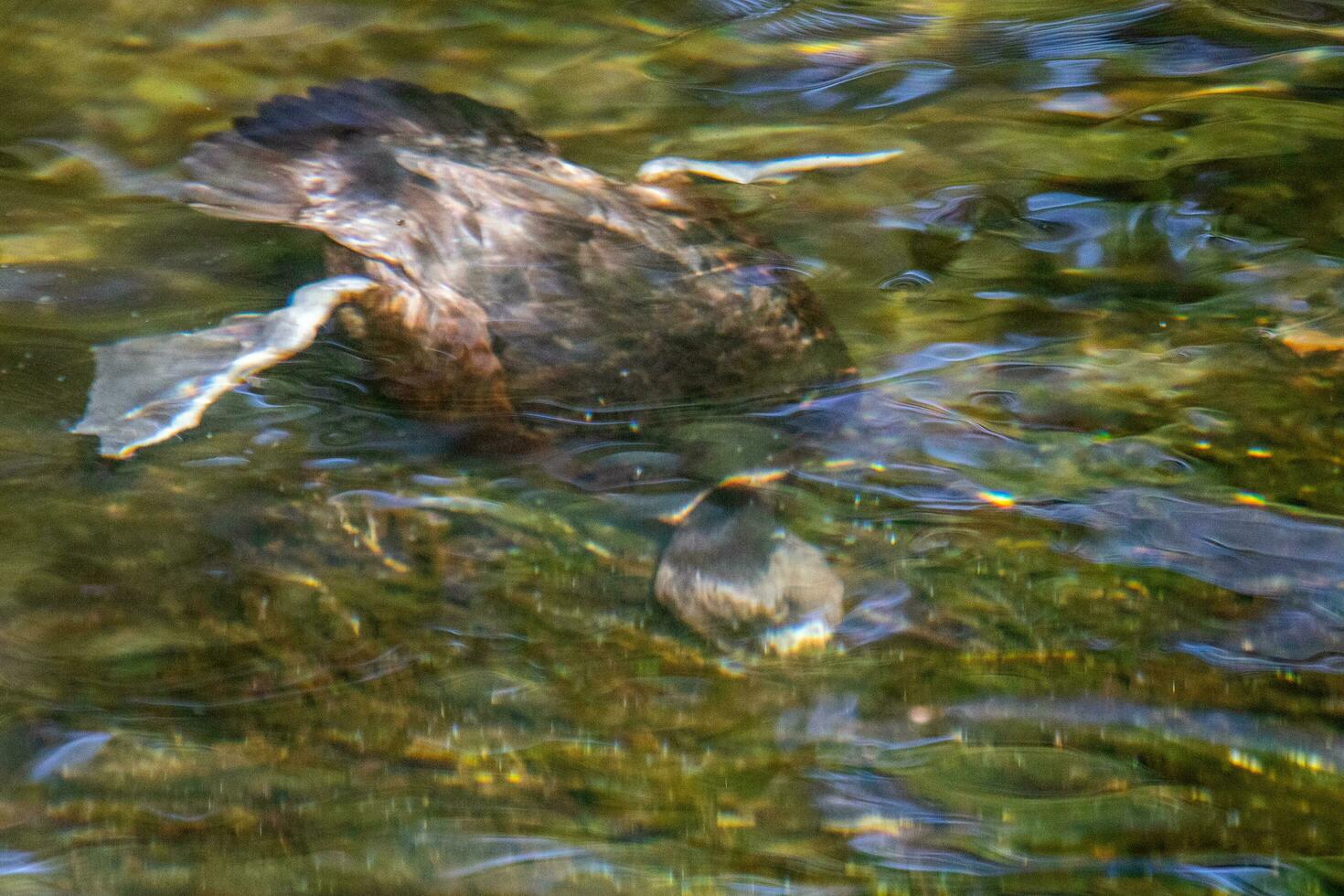 New Zealand Scaup Duck photo