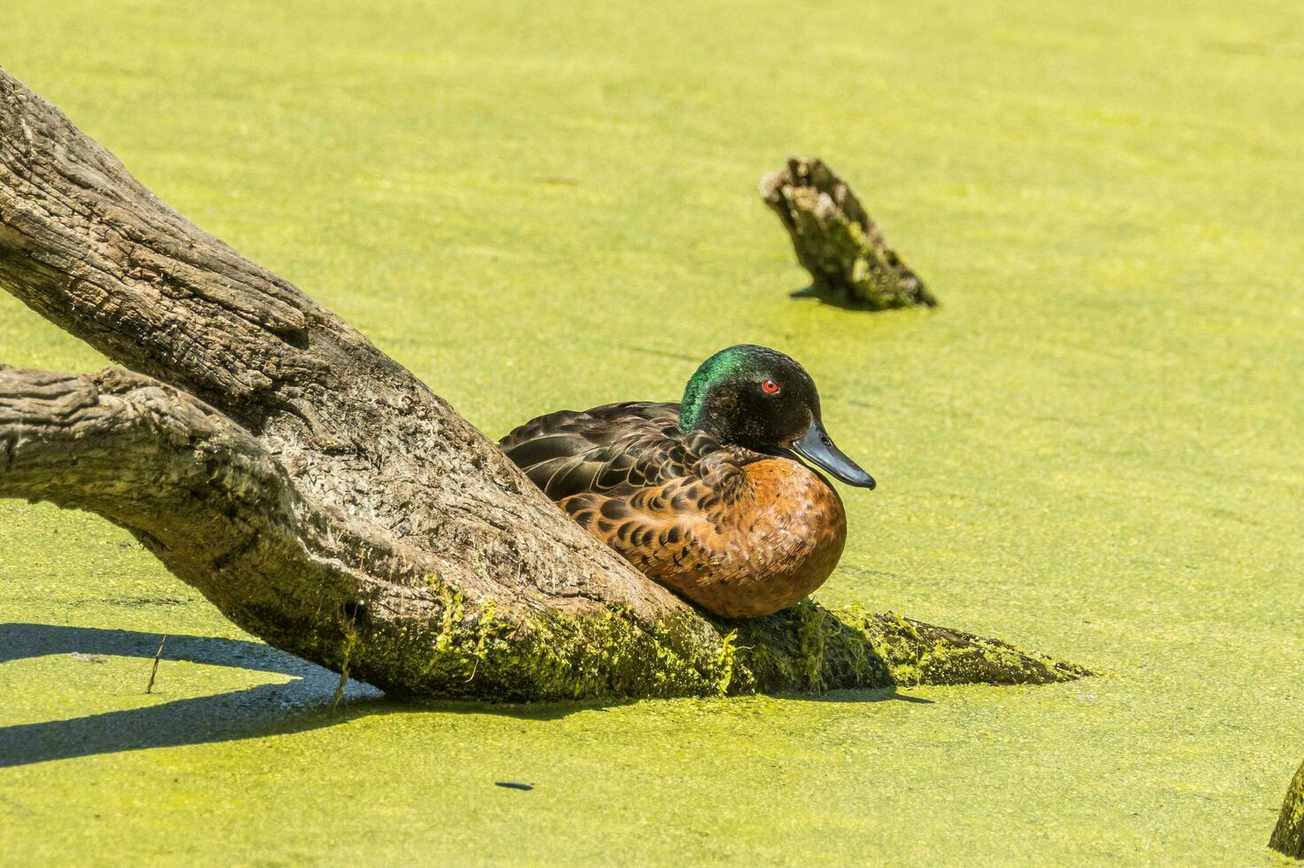 Chestnut Teal in Australia photo