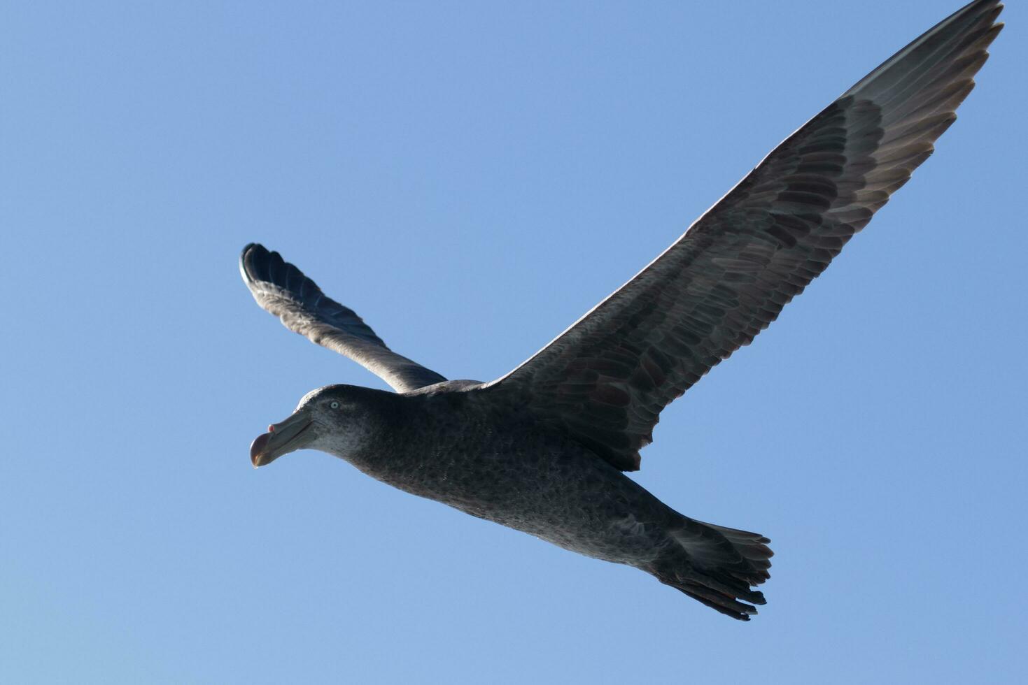 Northern Giant Petrel photo