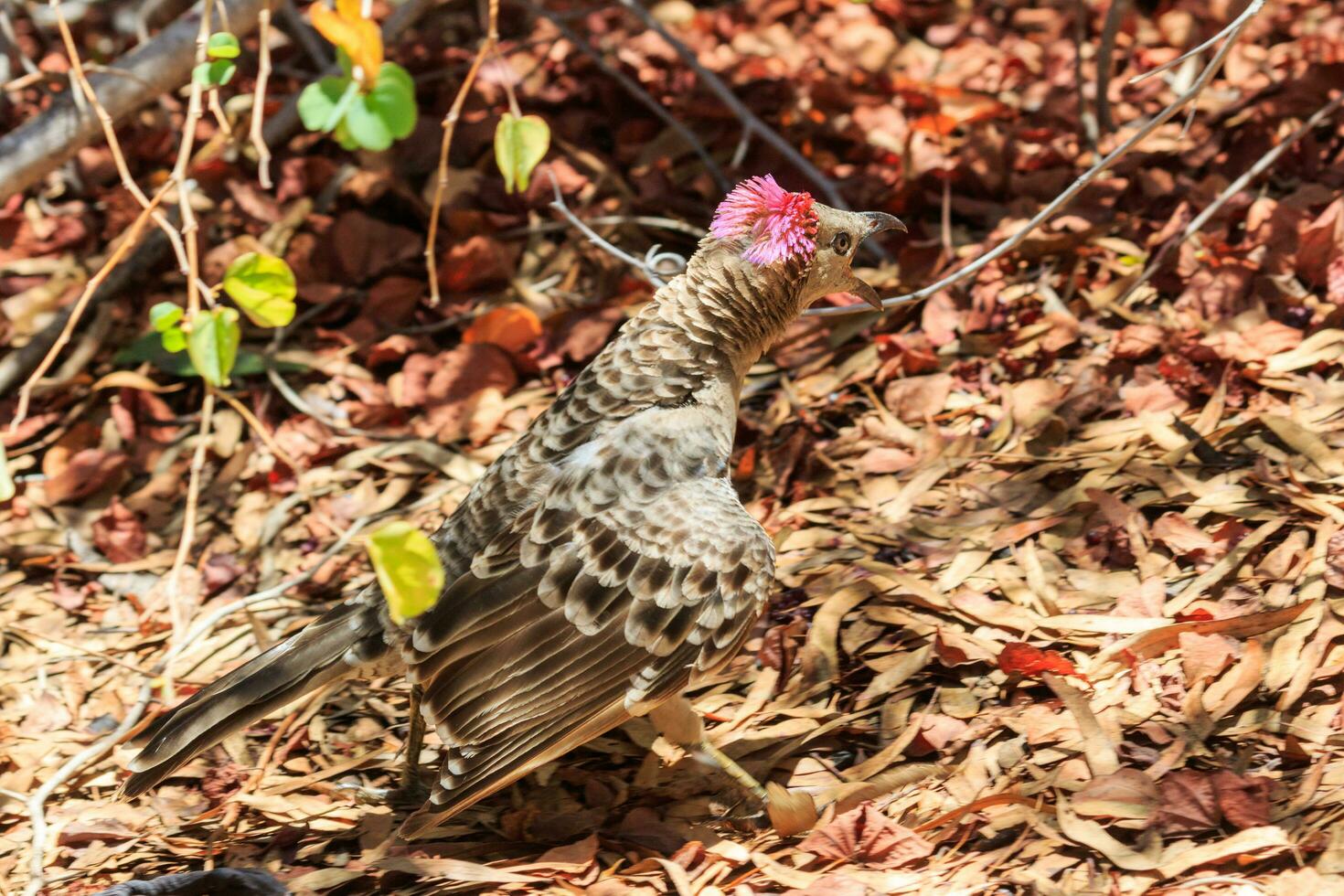 Great Bowerbird in Australia photo