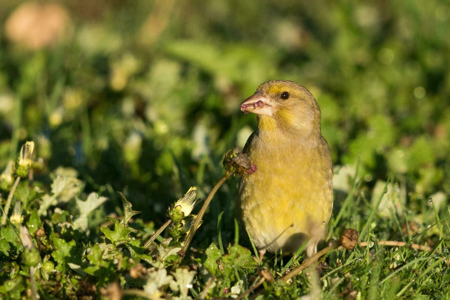 europeo finchada verde pájaro foto