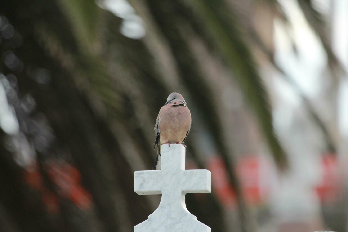 Spotted Dove in Australia photo