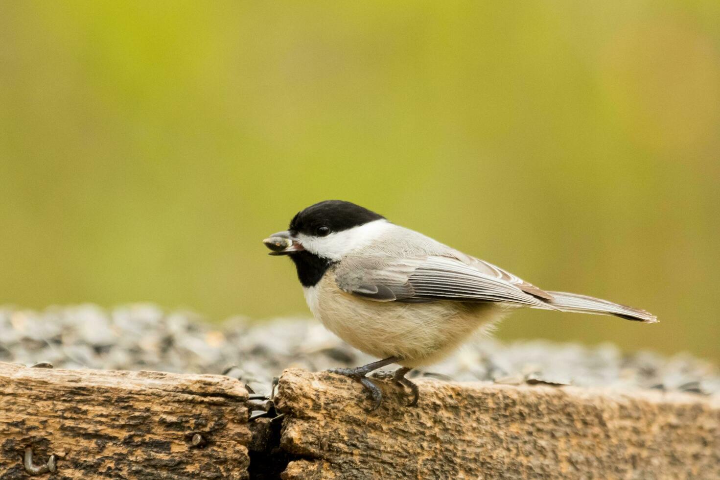 Carolina Chickadee in USA photo