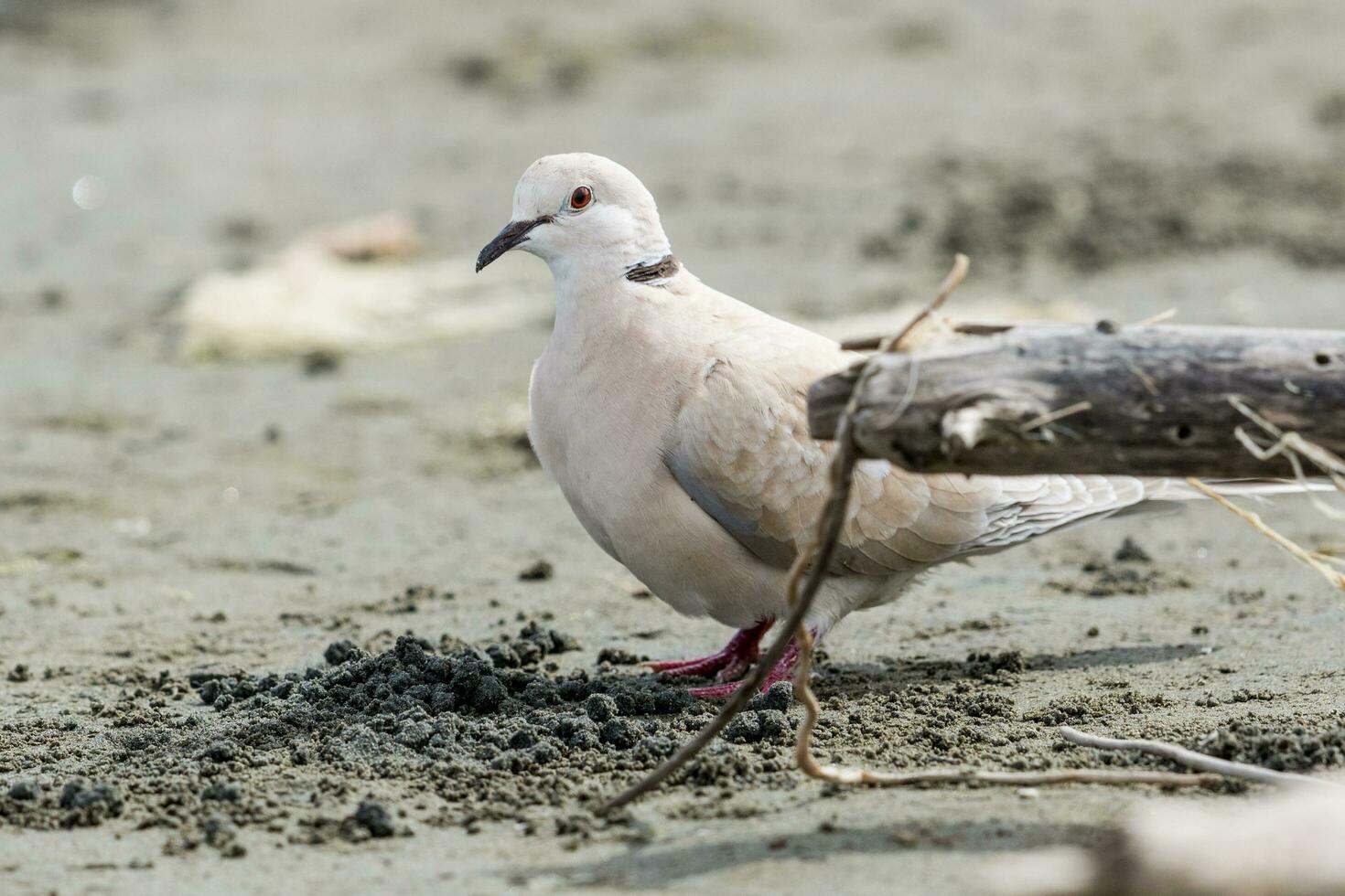African Collared Dove photo
