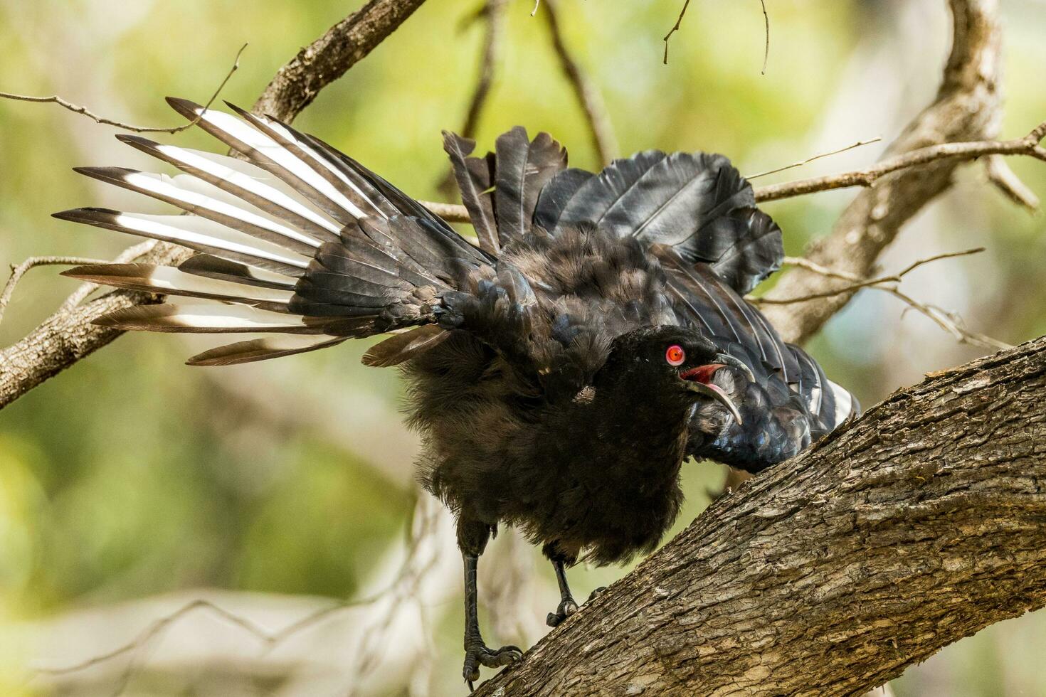 White-winged Chough in Australia photo