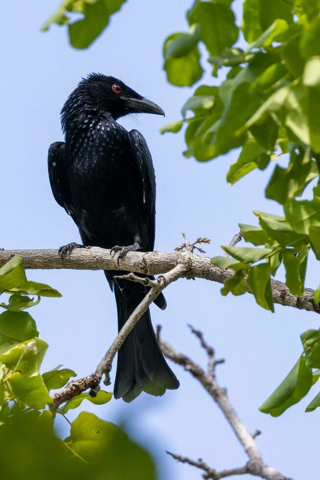 Spangled Drongo in Australia 24738166 Stock Photo at Vecteezy