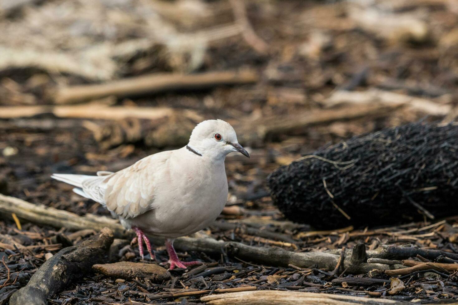 African Collared Dove photo