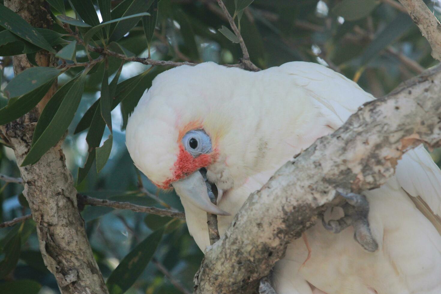 Long-billed Corella in Australia photo