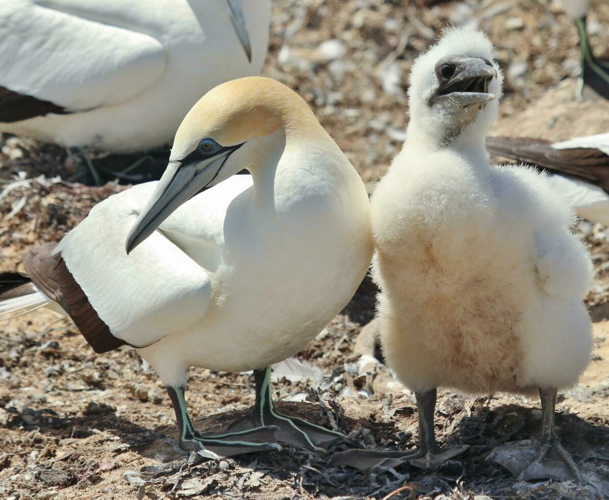 australasiano gannet en australasia foto