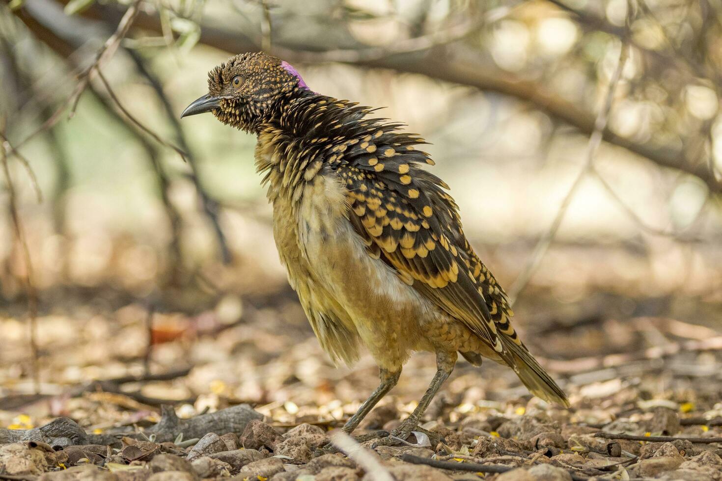 Western Bowerbird in Australia photo
