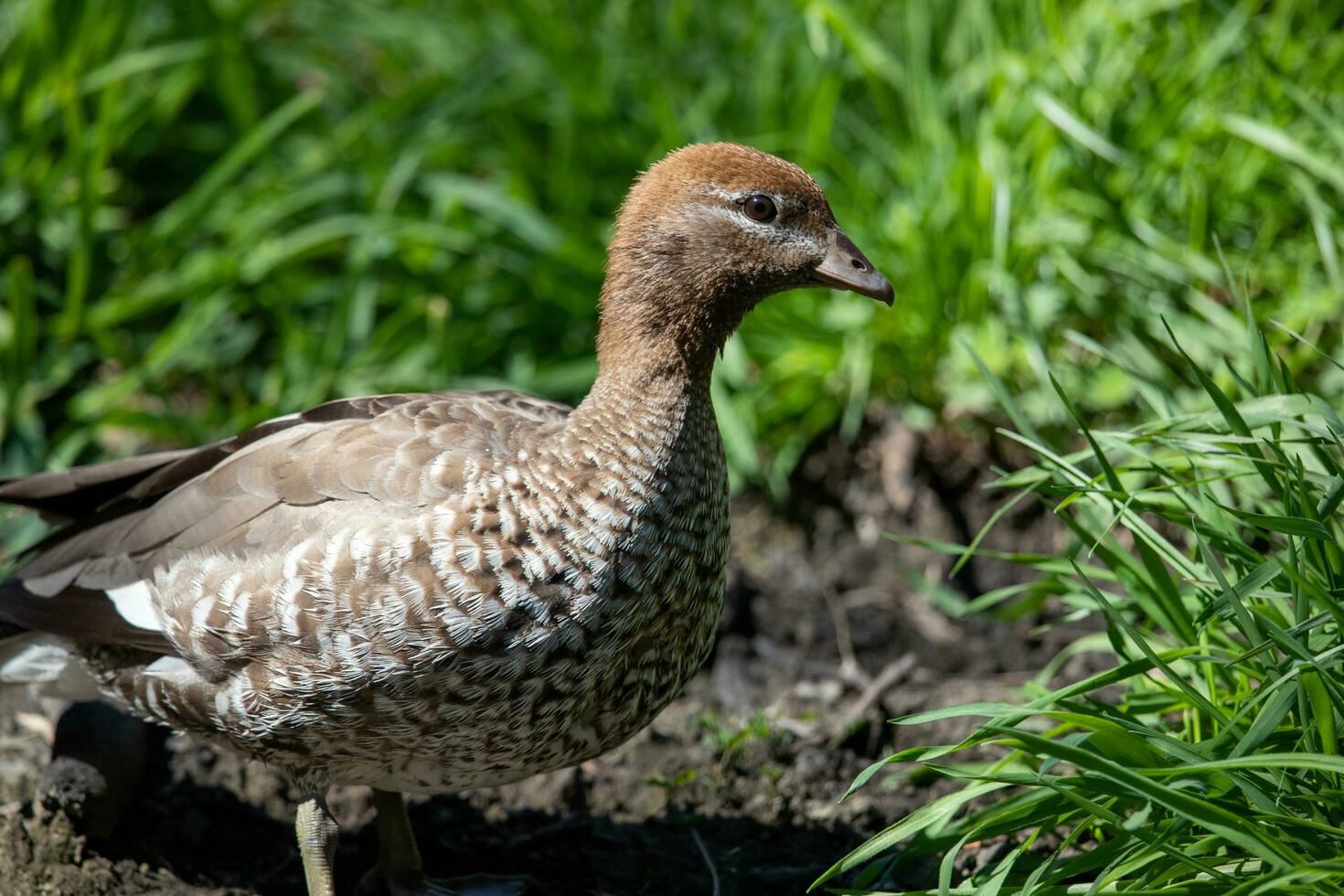 maned Pato en Australia foto