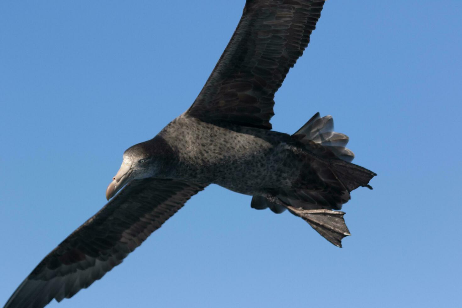 Northern Giant Petrel photo