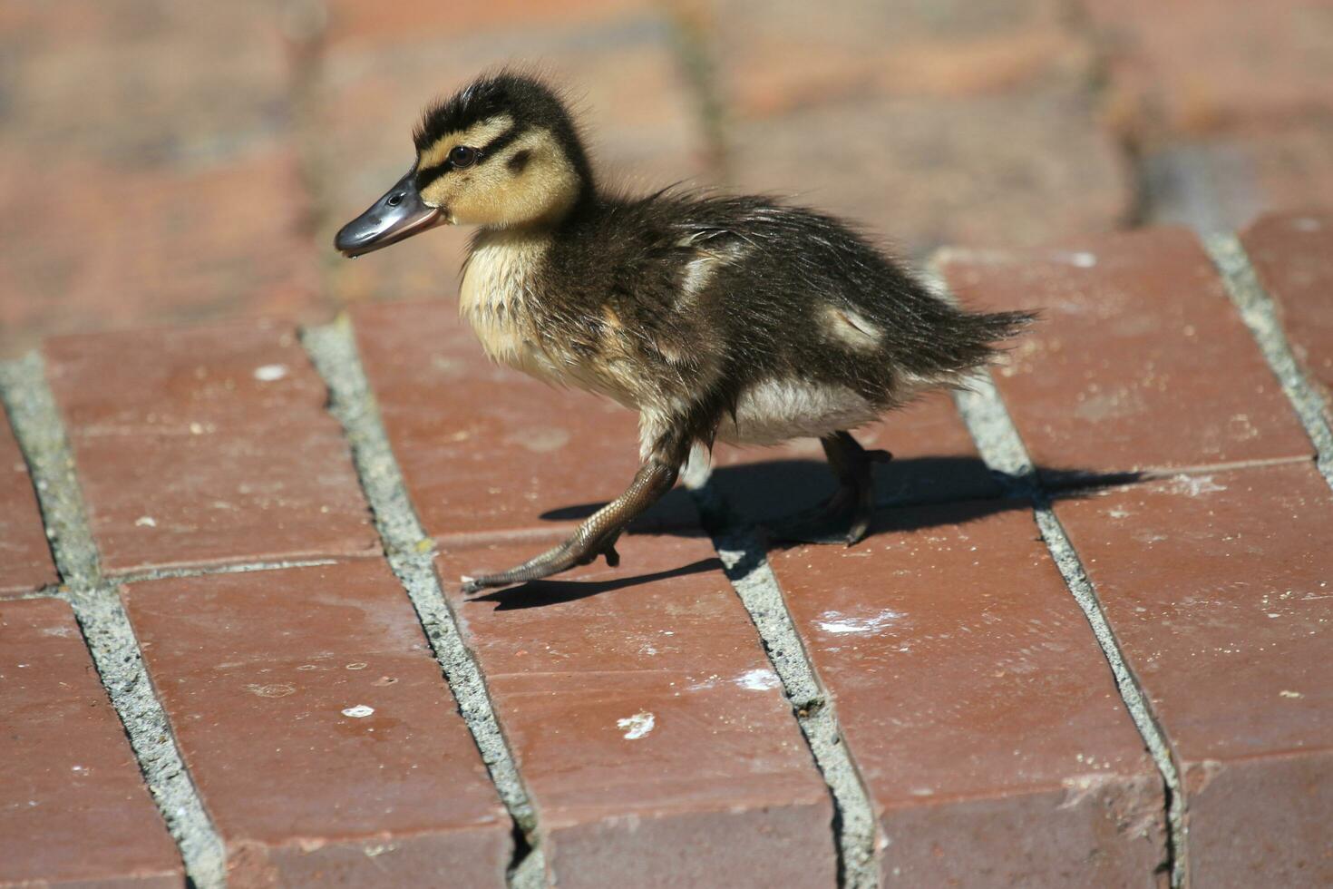 Common Mallard Duck photo