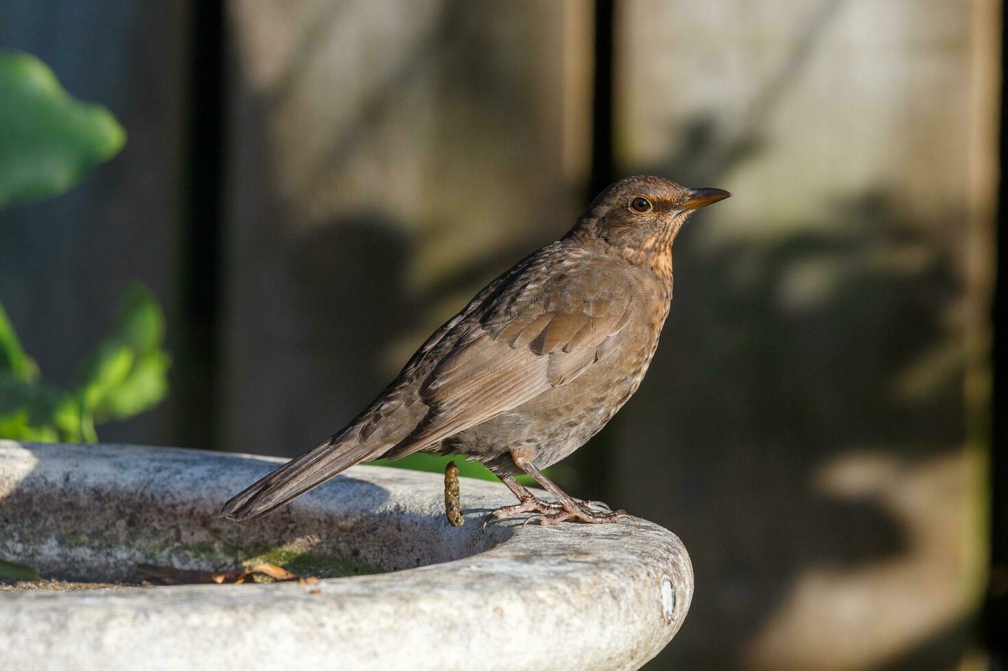 European Blackbird in Australasia photo