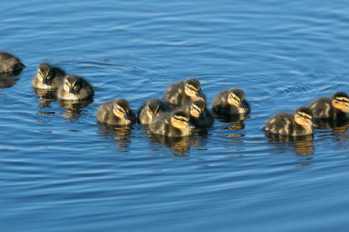 Common Mallard Duck photo