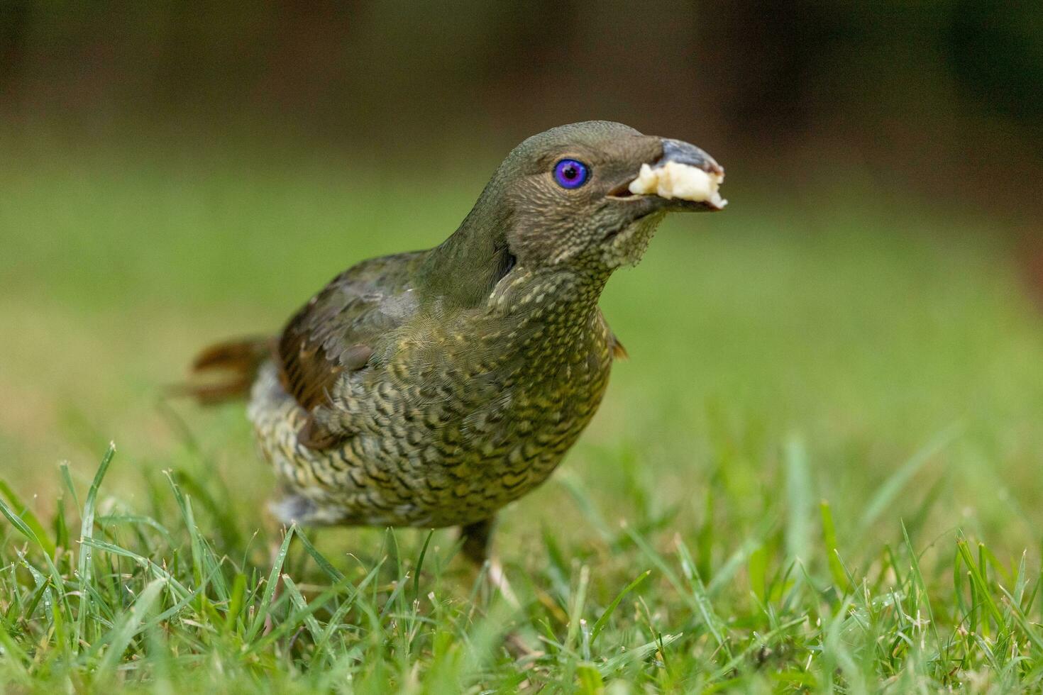 Satin Bowerbird in Australia photo