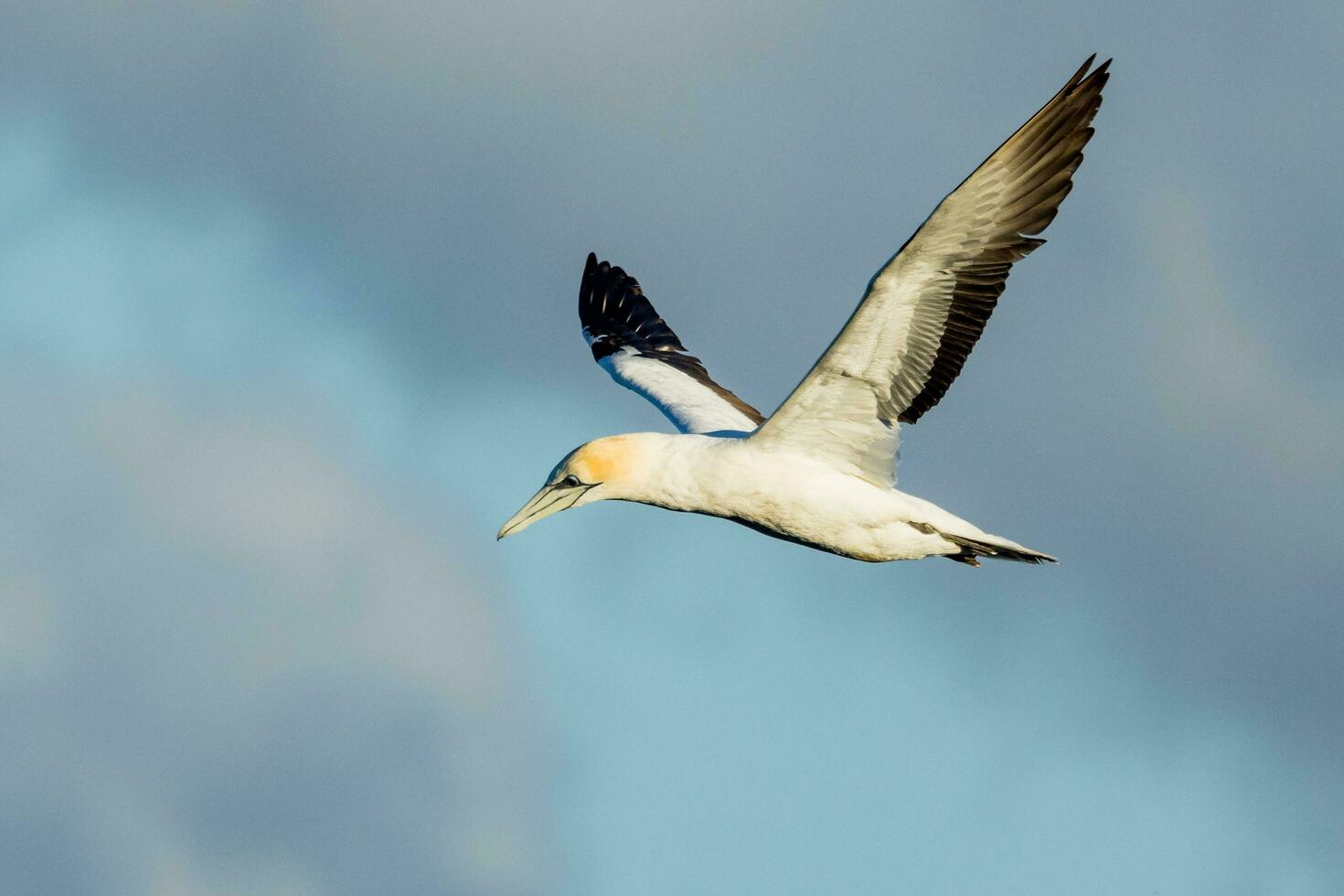 Australasian Gannet in Australasia photo