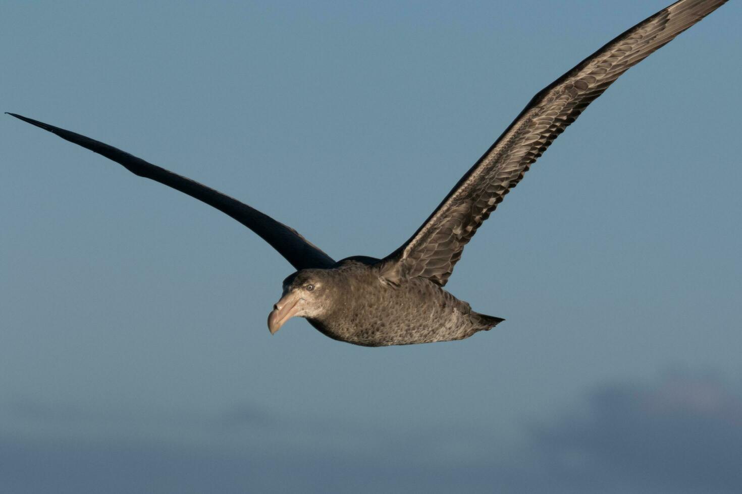 Northern Giant Petrel photo