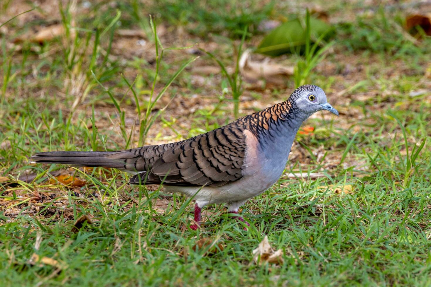 Bar-shouldered Dove in Australia photo