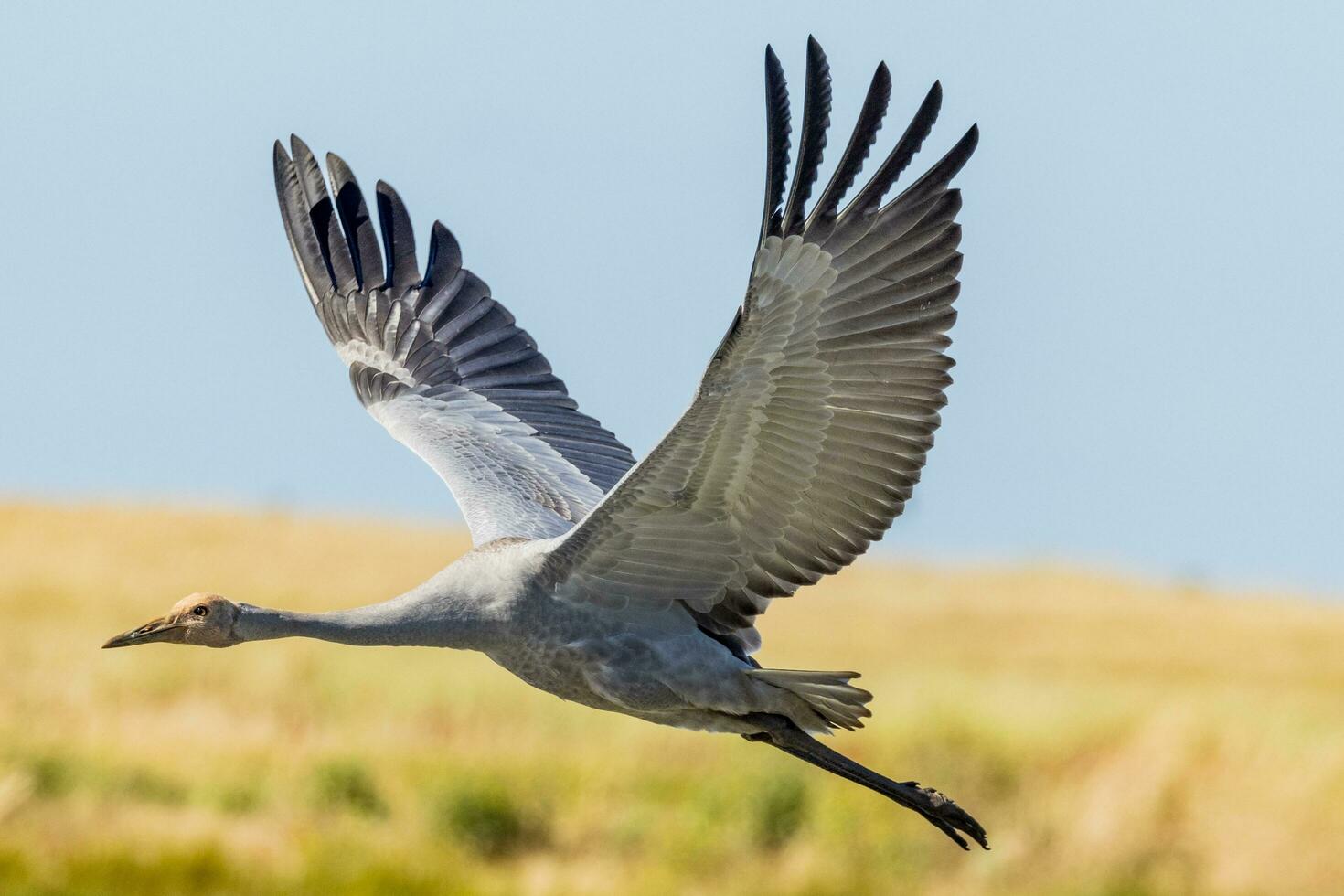 Brolga Crane in Australia photo