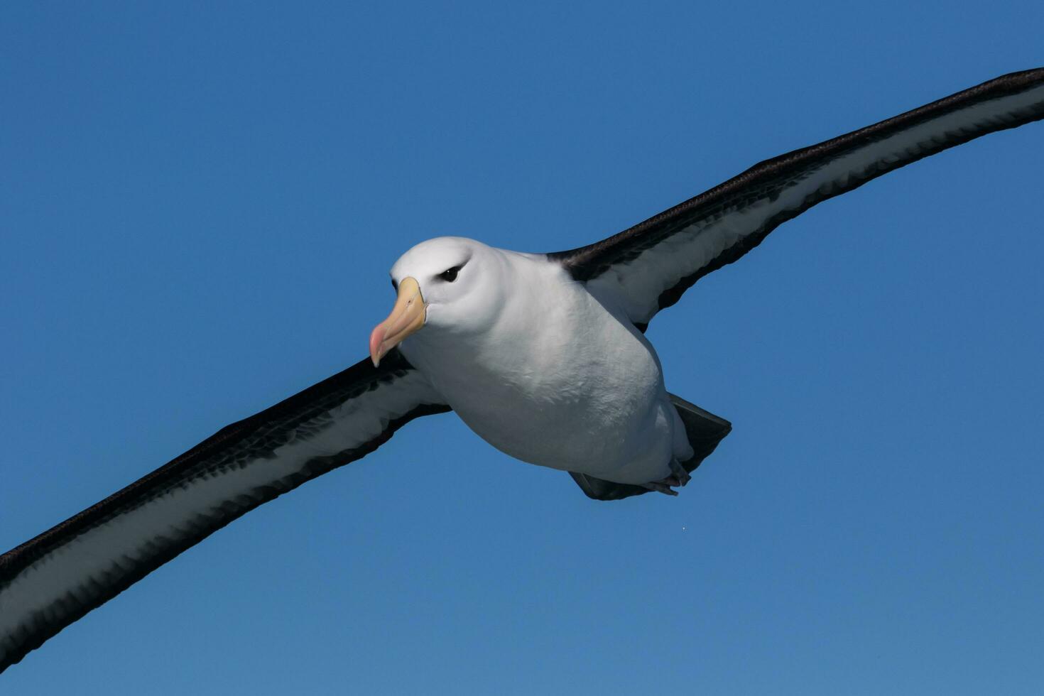Black-browed Albatross in Australasia photo