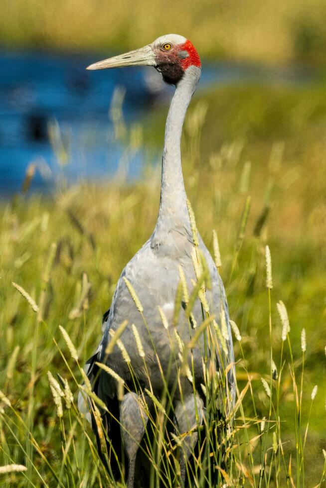 Brolga Crane in Australia photo