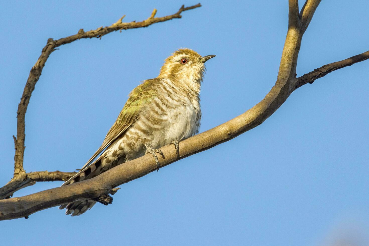 Horsfield's Bronze Cuckoo in Australia photo