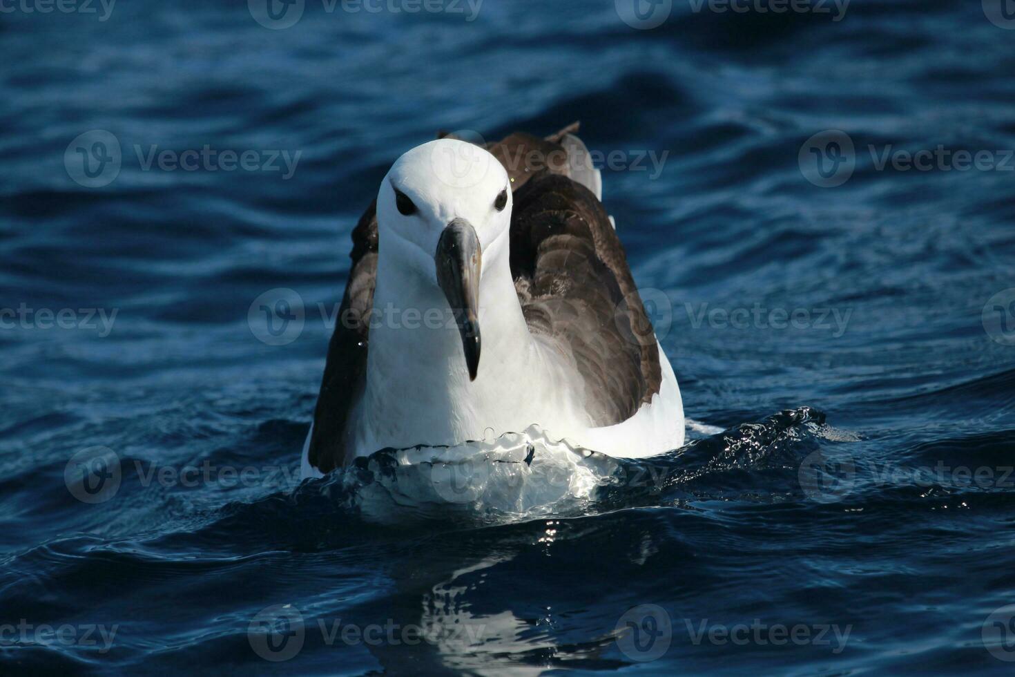 Black-browed Albatross in Australasia photo