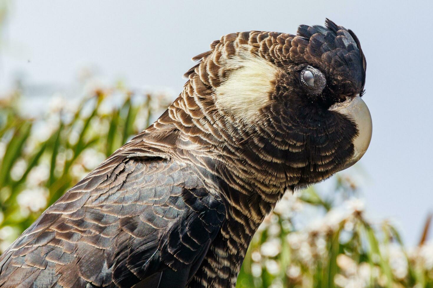 Carnaby's Black Cockatoo in Australia photo