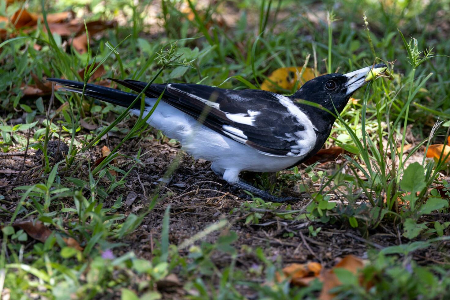 Pied Butcherbird in Australia photo