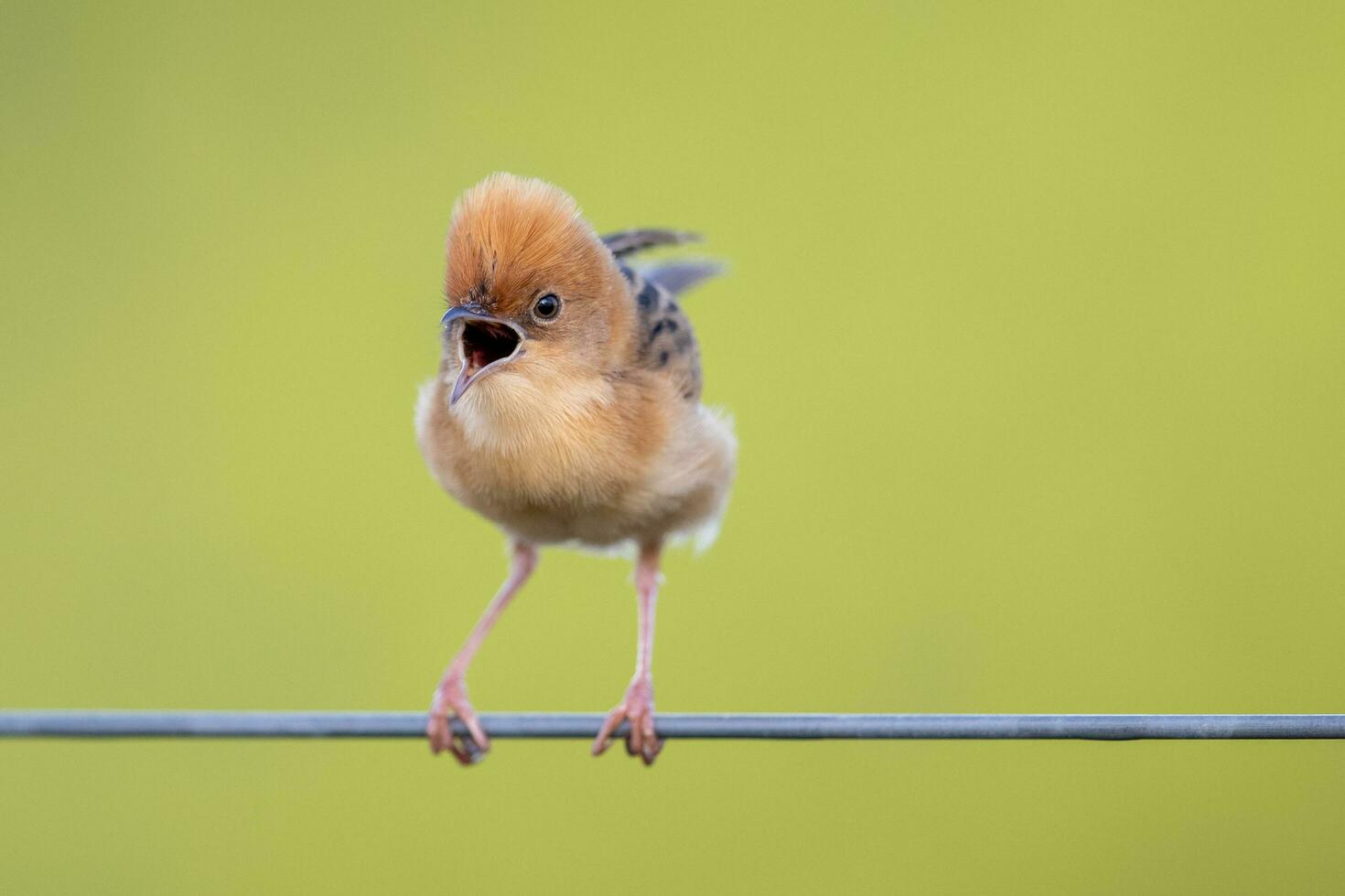 Golden-headed Cisticola in Australia photo