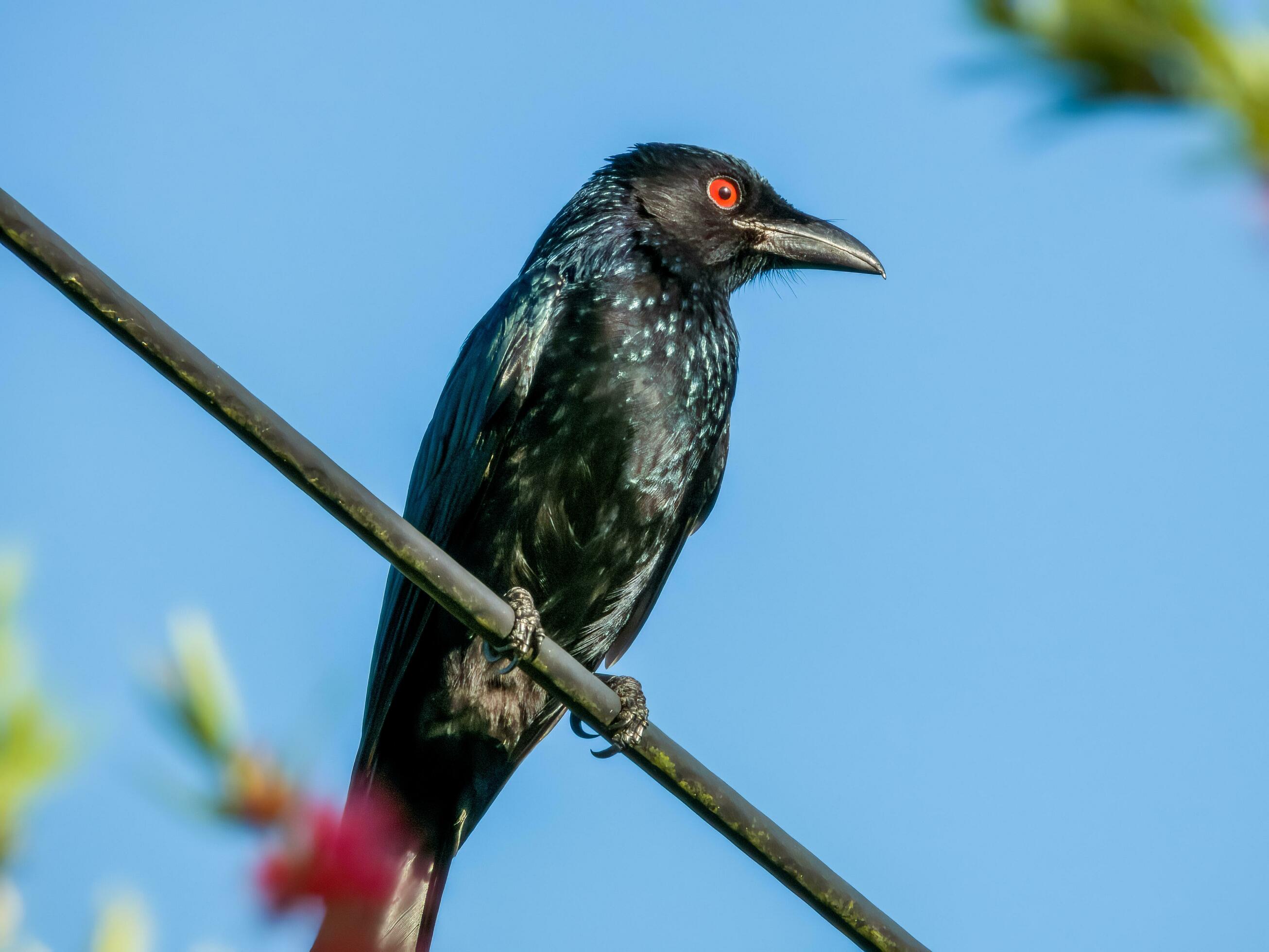 Spangled Drongo in Australia 24738456 Stock Photo at Vecteezy