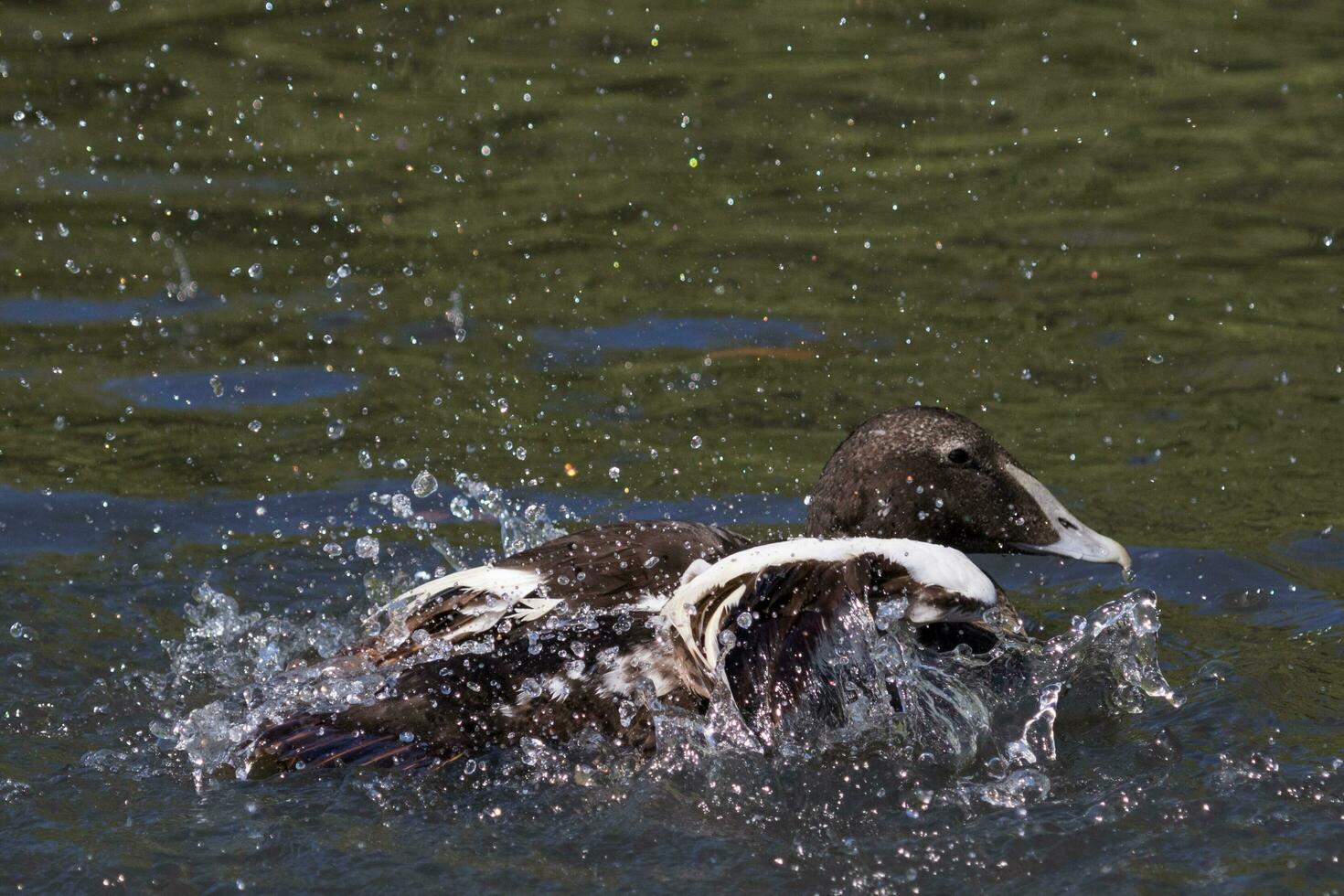 común eider en Inglaterra foto