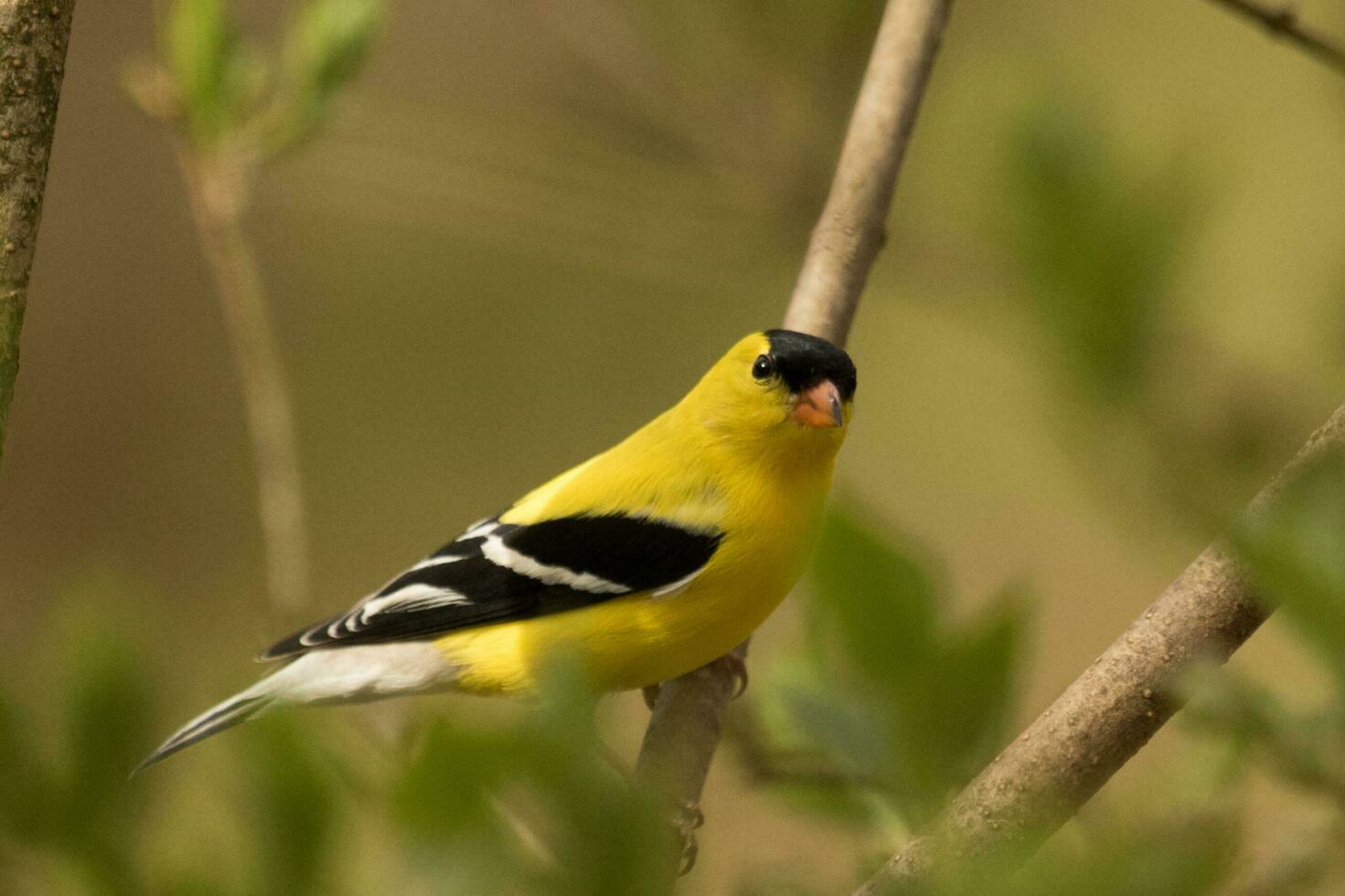 American Goldfinch in USA photo