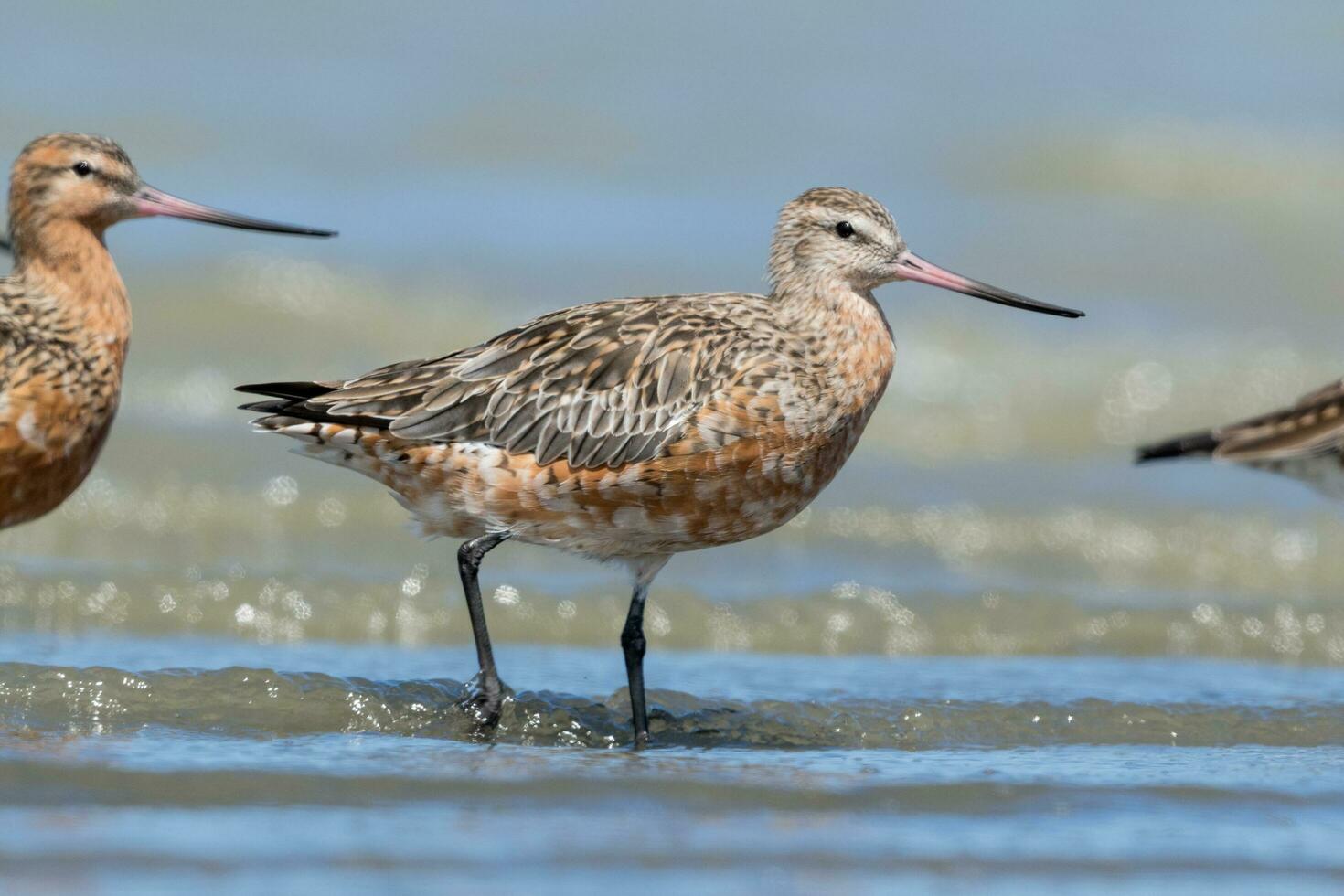 Bar-tailed Godwit in Australasia photo