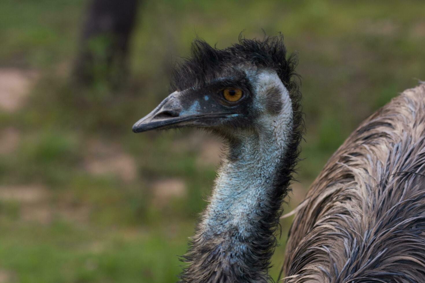 emú endémico pájaro de Australia foto