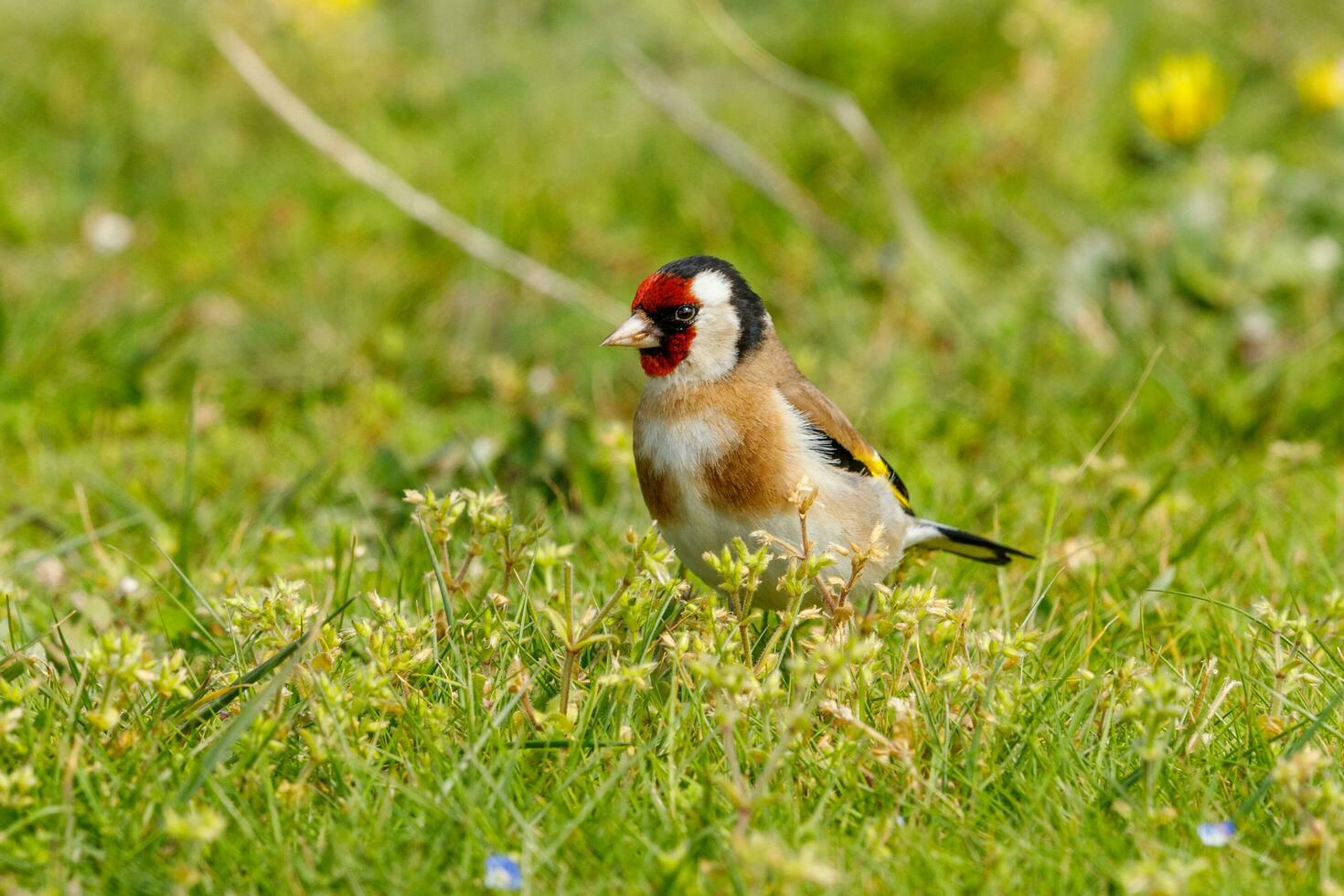 European Goldfinch Bird photo