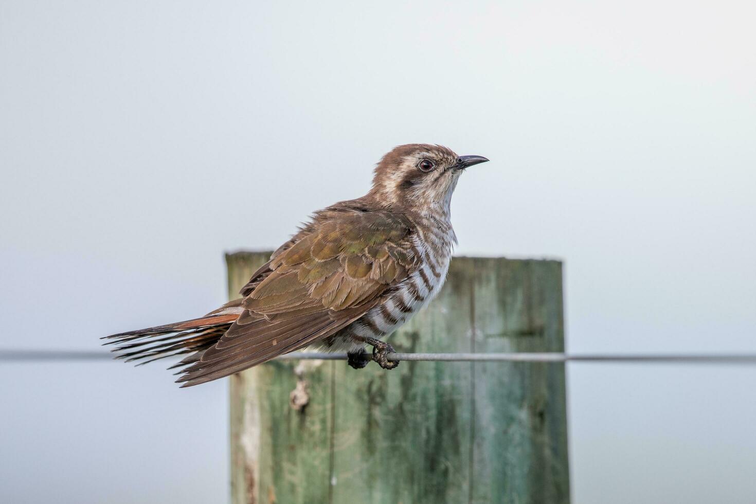 Horsfield's Bronze Cuckoo in Australia photo