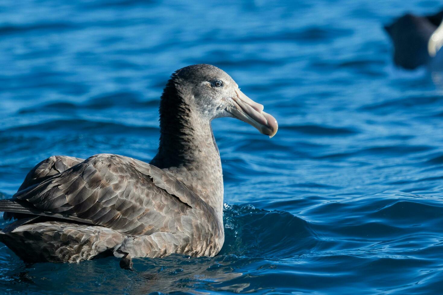 Northern Giant Petrel photo
