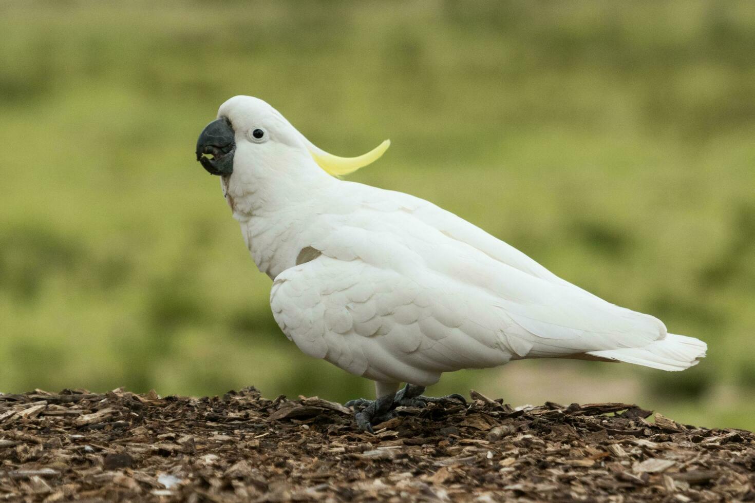 Sulphur-crested Cockatoo in Australia photo