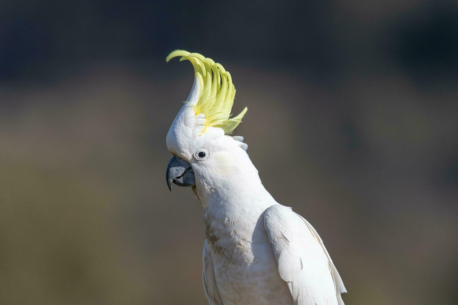 Sulphur-crested Cockatoo in Australia photo