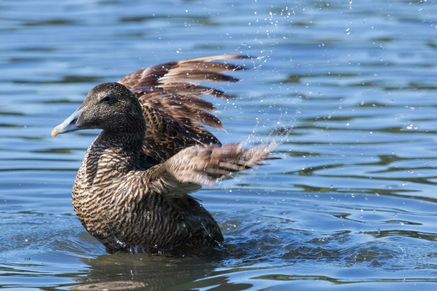 Common Eider in England photo