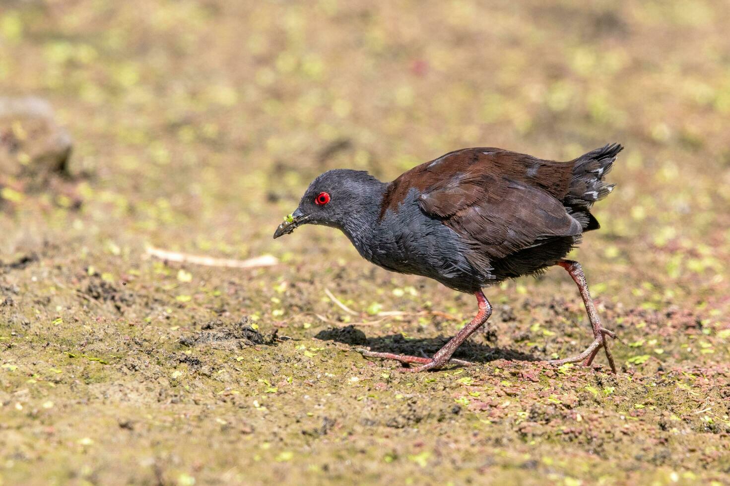 Spotless Crake in Australasia photo