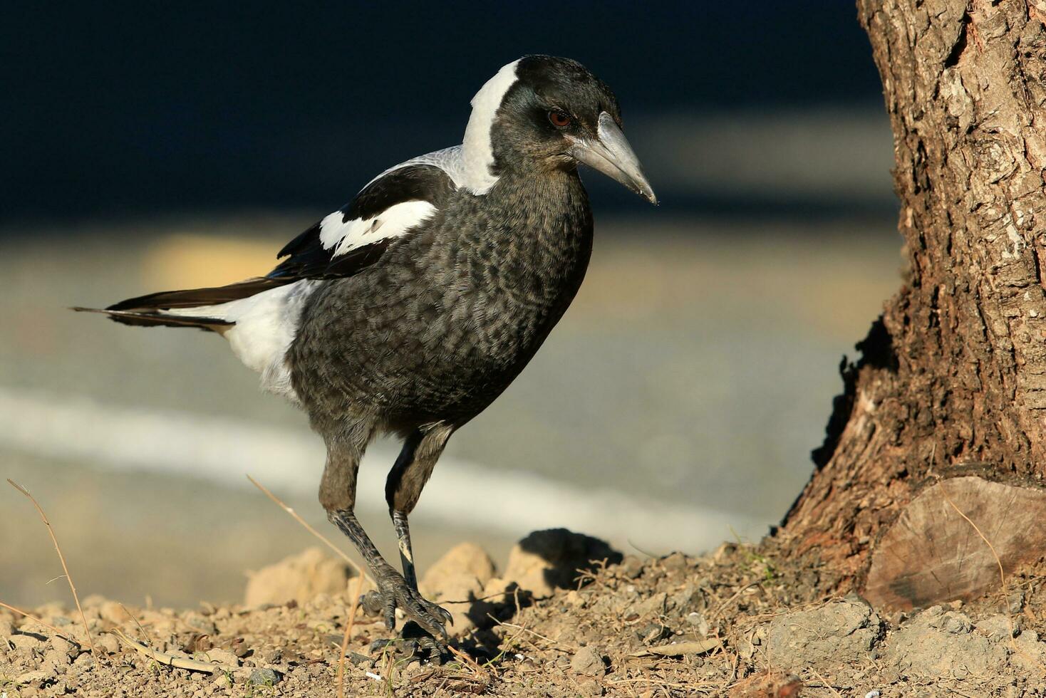 Australasian Magpie in Australia photo