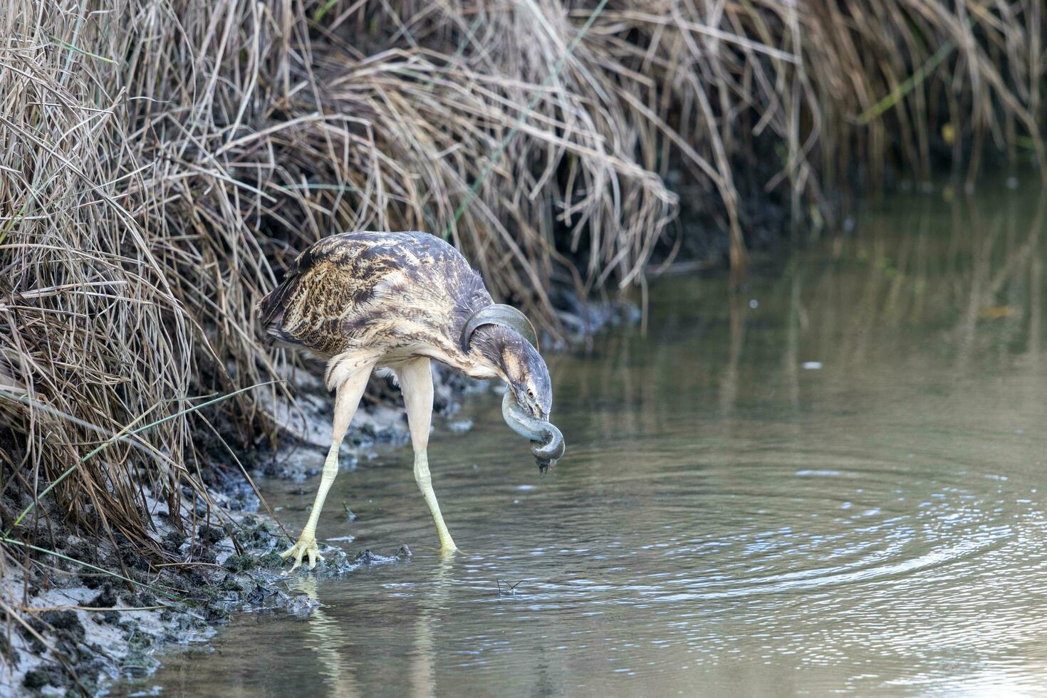 Australasian Bittern in New Zealand 24738669 Stock Photo at Vecteezy