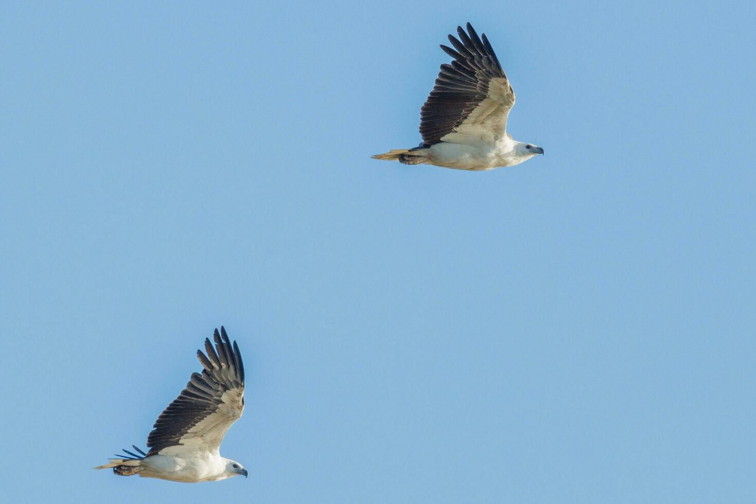 White-bellied Sea Eagle in Australia photo